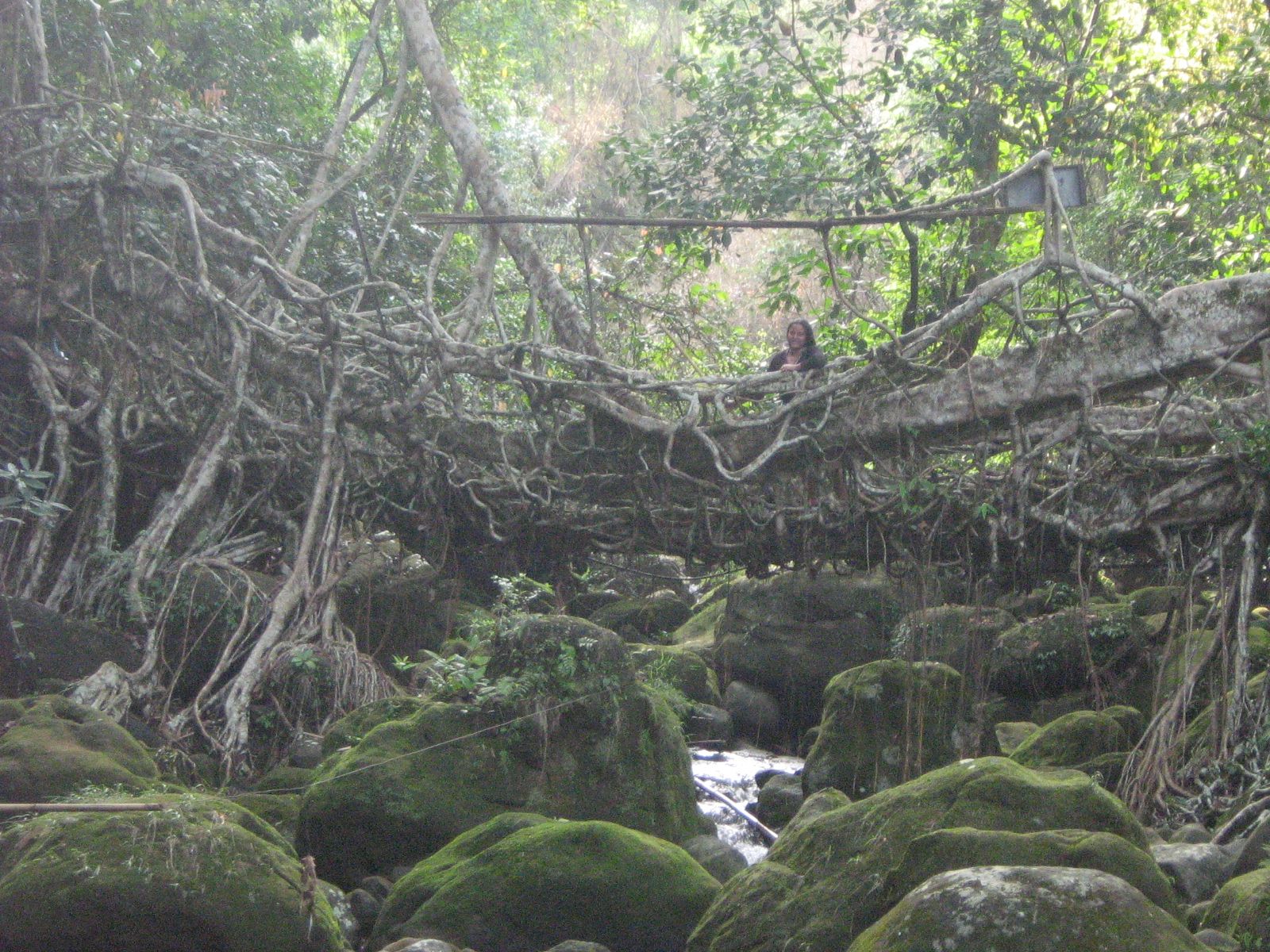 cherrapunji root bridges