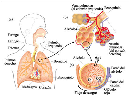 Funciones De Los Organos Del Sistema Respiratorio Pulmonar