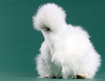 [silkie+bantam.jpg]