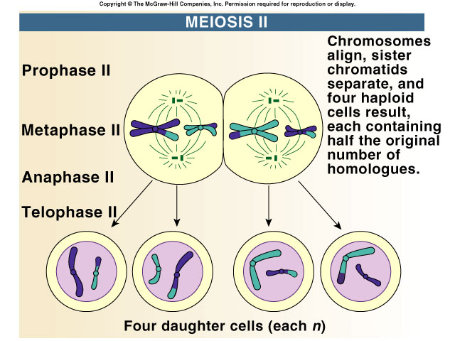[2meiosi2.jpg]