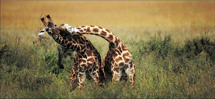 Adoro Girafas