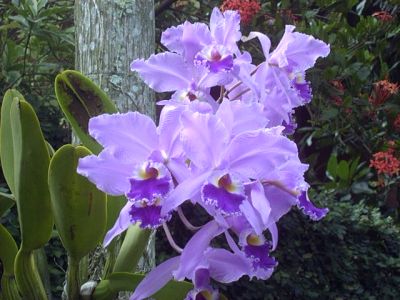[Orquídea+7.jpg]