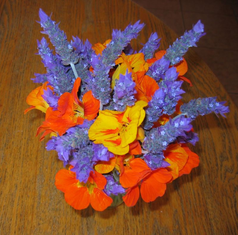 Eco Footprint South Africa Nasturtiums an edible plant