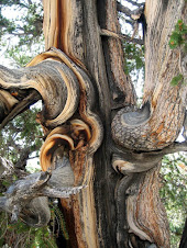 Ancient Bristlecone Pine