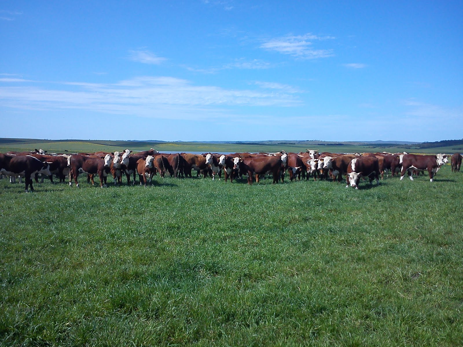 dia de campo