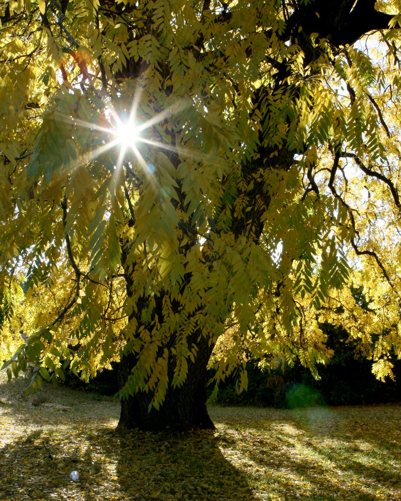 [IMG_8201_adj_8x10.jpg]