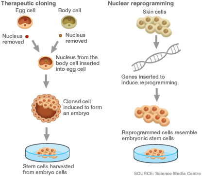 Skin Transformed Into Stem