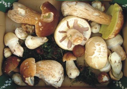 [Mushrooms+24+August+08.jpg]