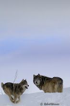 Wolves Winter 2009