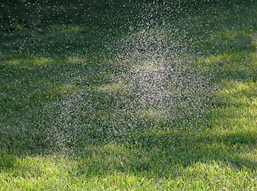 Gnats Bug