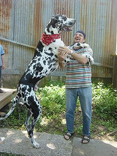 Chili The Cow