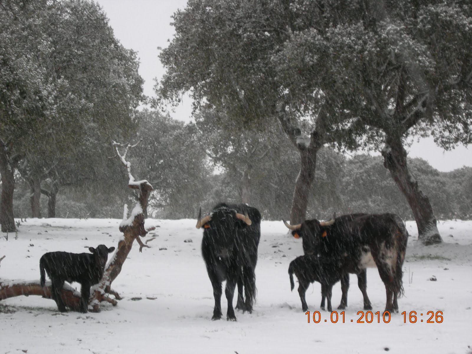 [toros+nieve+071.JPG]