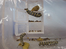 Monarch caterpillars