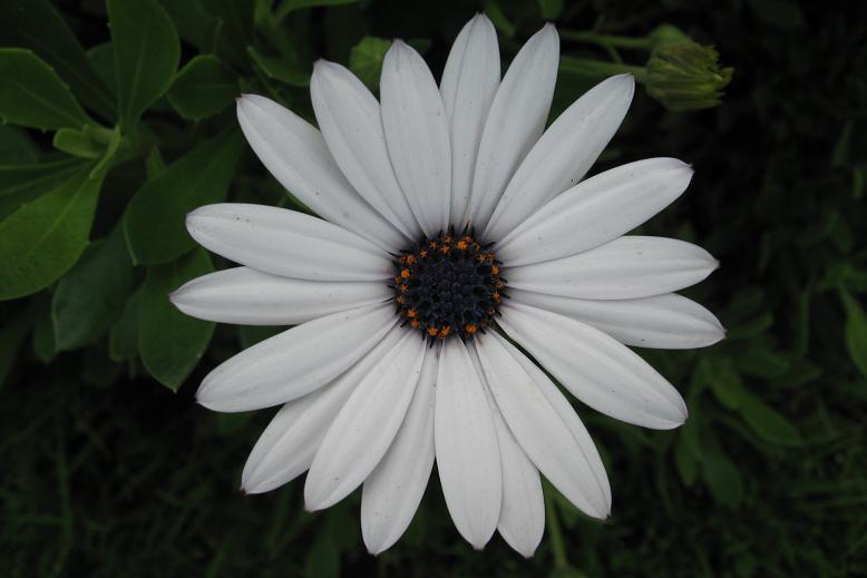 [white+flower.JPG]