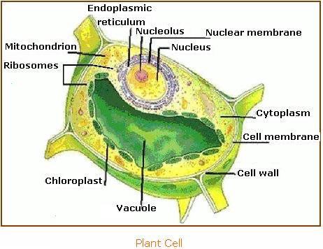 Animal Cell Organelles And Functions. Plant Cell