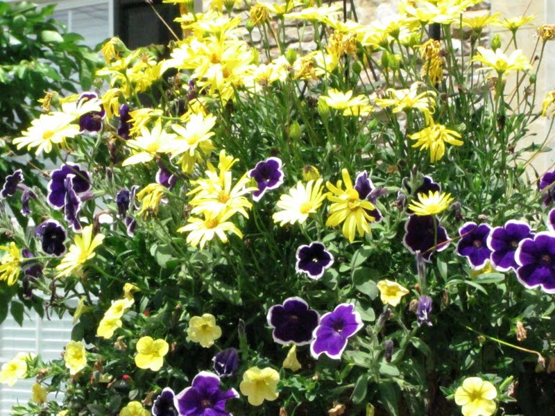 Savvy Southern Style : May 2010