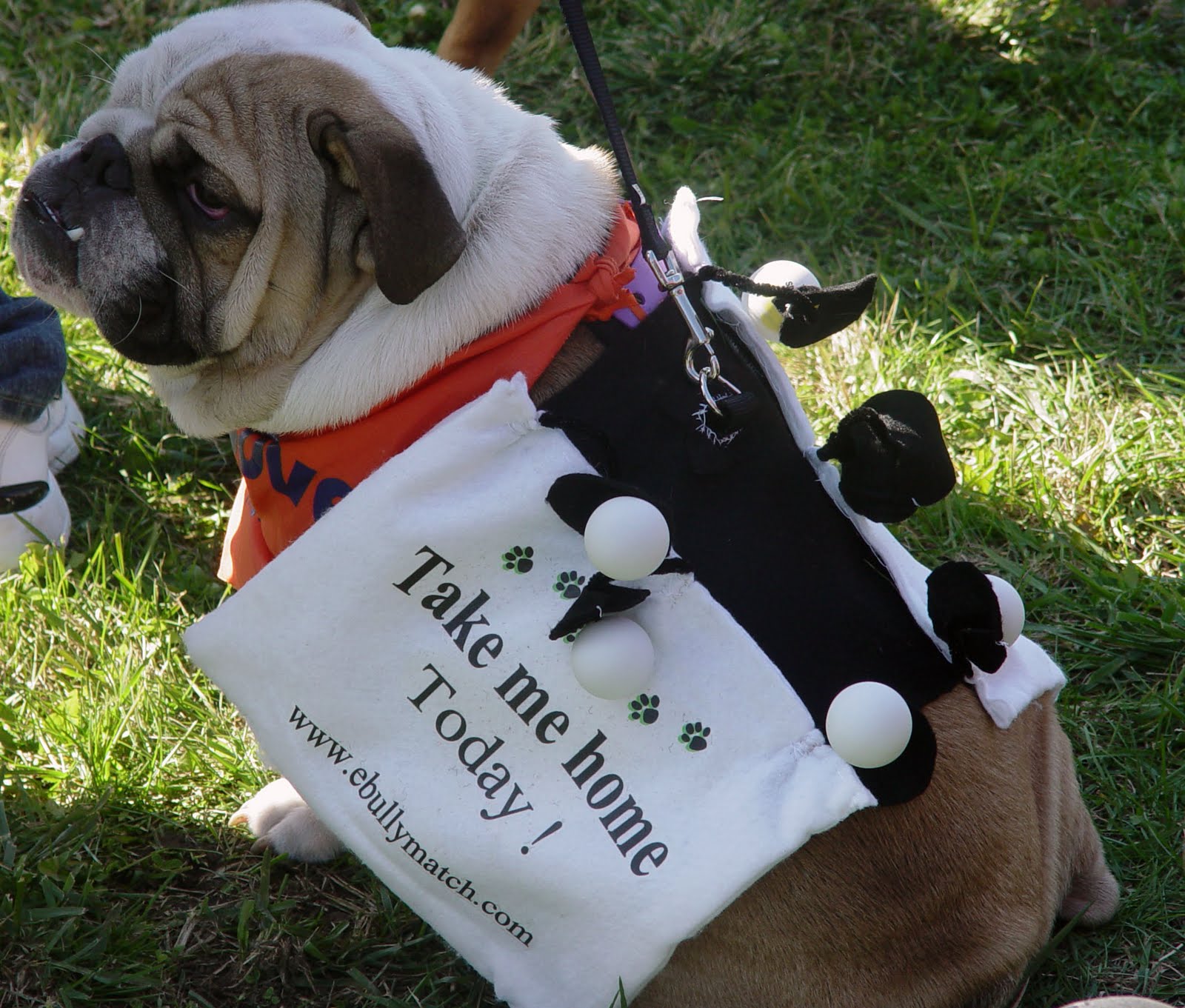 English Bulldog Rescue at