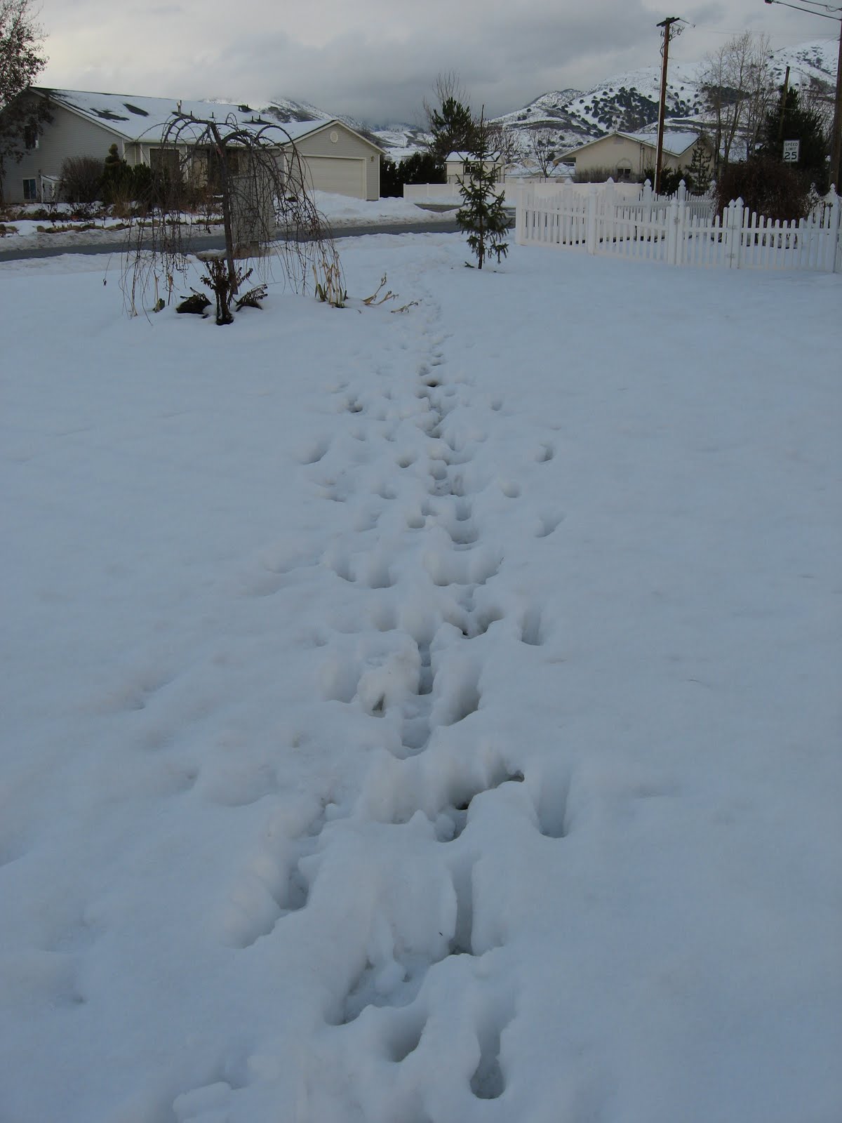 The Green Adventure DPP Day 6 Reindeer Footprints