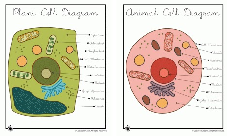 plant and animal cell plant and animal cell worksheets. plant and animal cell