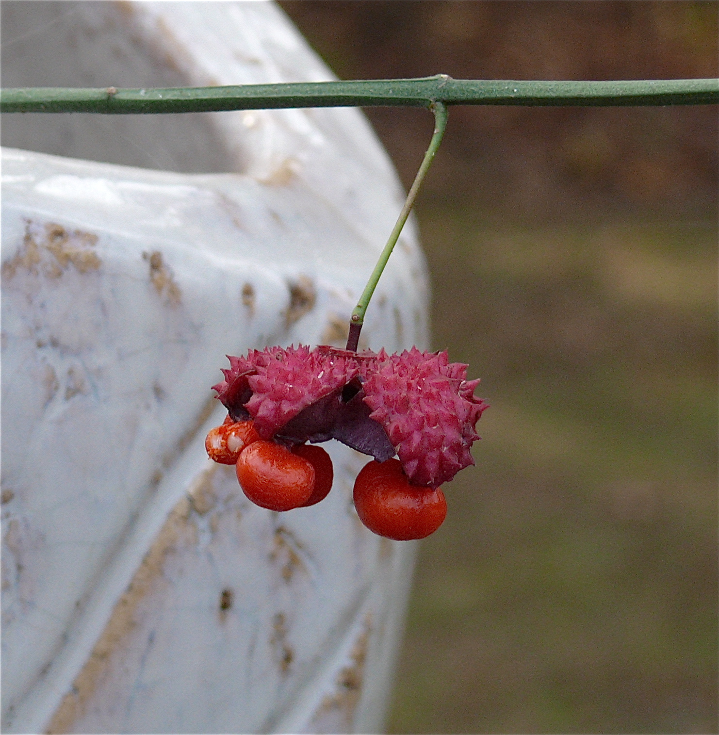 Mother Nature's Garden Evolution Strawberry Bush/Euonymus americana