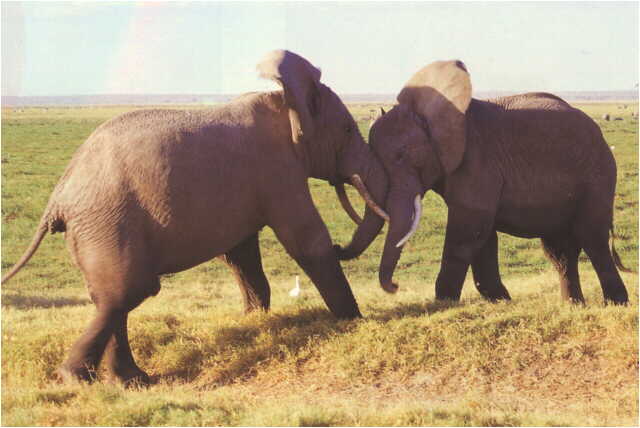 [African-Elephants-Fighting.Jpg]