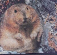 [lemming01.jpg]