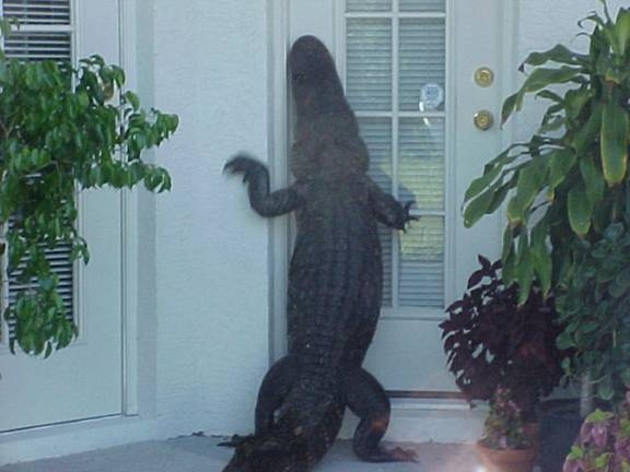 [Alligator.jpg]