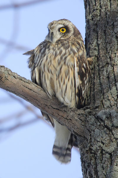 [Short-eared+Owl++400px-Asio-flammeus-001.jpg]