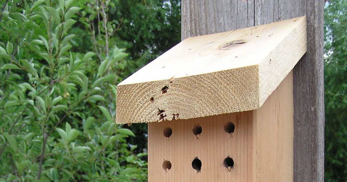 Montana Wildlife Gardener Native bee nesting update