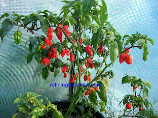 Bhut Jolokia