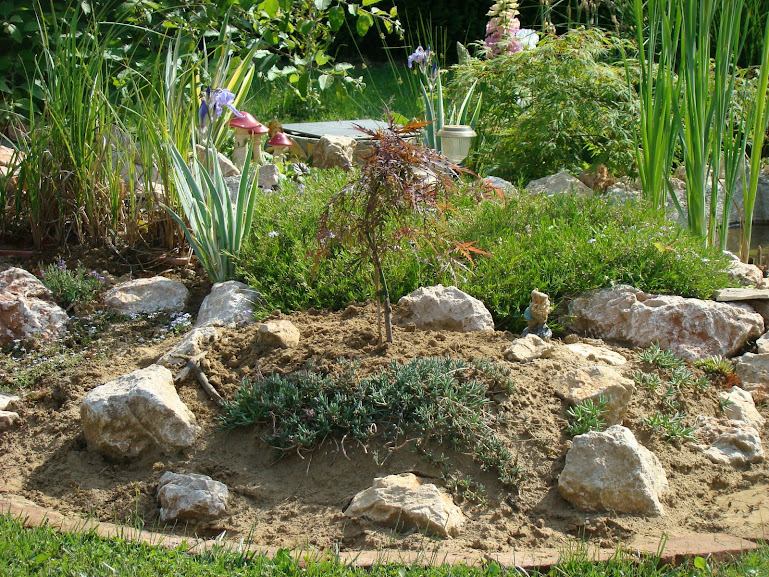 Acer palmatum dassectum - Garnet