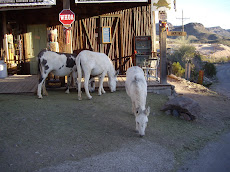 Wild Donkeys in Oatman