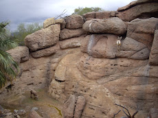 Big Horn Sheep in Desert National Park