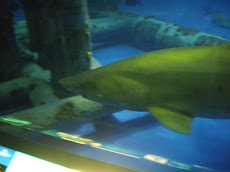 Shark in Texas State Aquarium