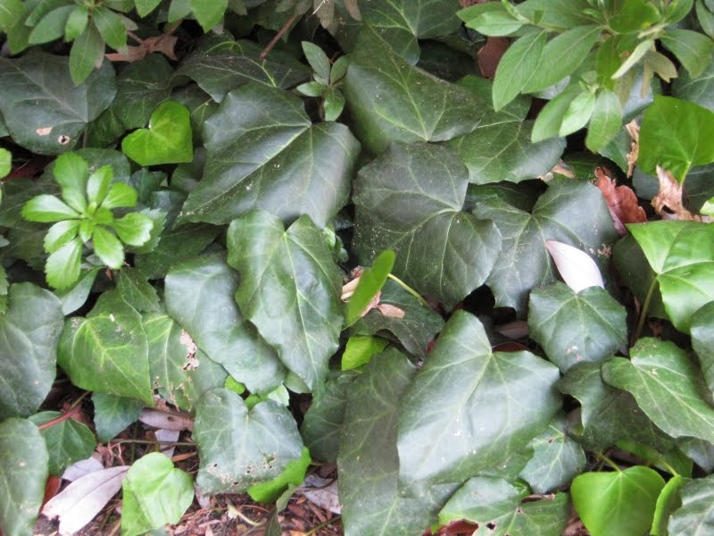 Dogwood+tree+leaves+drooping