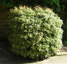 The Lents Farmer Today S Favorite Plant Osmanthus X Fortunei