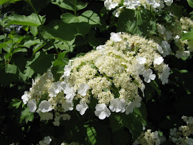 Future Plants By Randy Stewart Viburnum Part 2