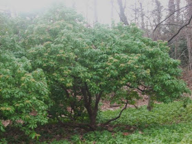 Simple Pleasures Pieris Japonica Mountain Fire