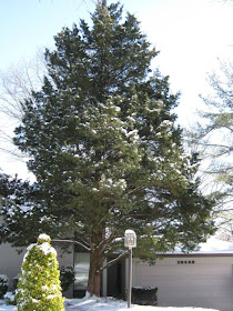 Kulandscapes Berries For The The Birds