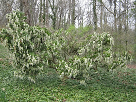 Future Plants By Randy Stewart Pieris