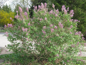 Nature Abhors A Garden Lilac Buds