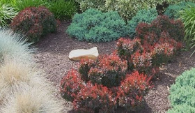 Berberis Frikartii Amstelveen Berberis Amstelveen