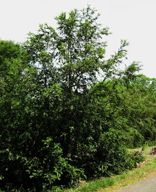 Fourth Generation Nursery Contractors Hot Spot Have You Checked