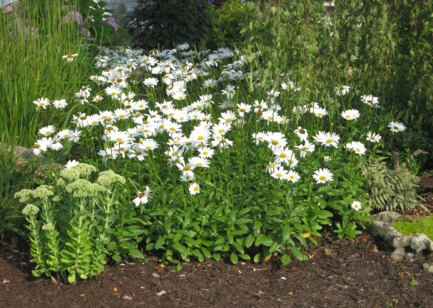 Snowcap Shasta Daisy
