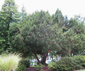 Yew Poisoning In Dogs Symptoms Causes Diagnosis Treatment