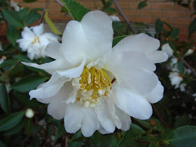 Future Plants By Randy Stewart Camellias