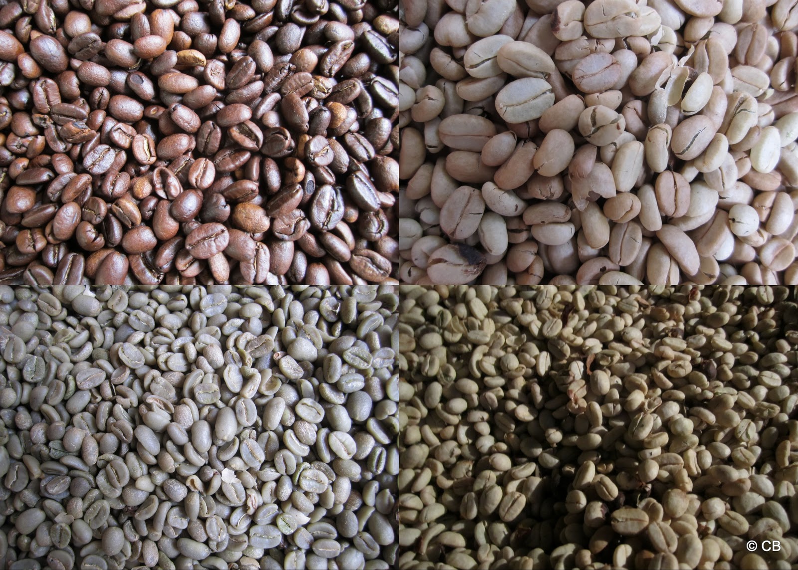 CLAUDI'S TRAVEL BLOG: ONE NIGHT AT A COFFEE FARM
