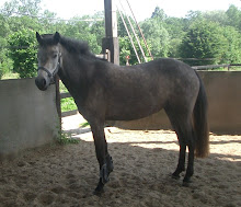 Tamargo à 3 ans