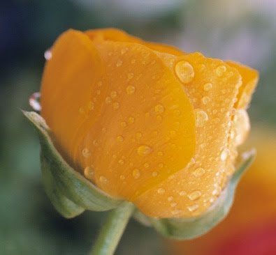 FLEUR%20ET%20ROSé¿E%20DU%20MATIN.jpg
