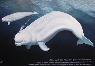 beluga Delphinapterus leucas